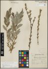 Foto von Salix repens subsp. incubacea (L.) A. Neumann